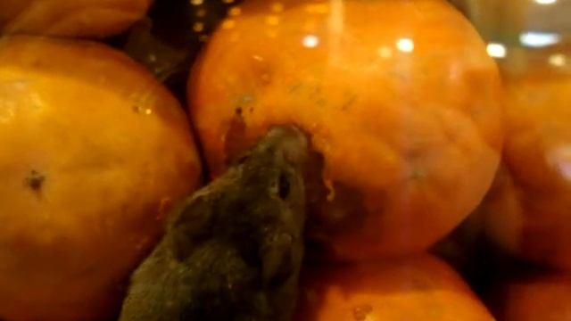 Мышь в ларьке смотреть онлайн