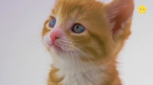 Песенки про животных для детей  Как говорят животные Дуба дуба и другие песенки самых маленьких