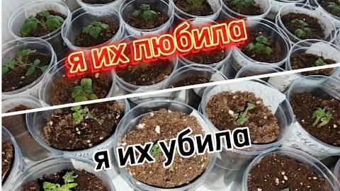 Рассада томатов погибла!😭А вина этому—я...😡