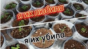 Рассада томатов погибла!😭А вина этому—я...😡