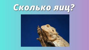Сколько яиц откладывает бородатая агама