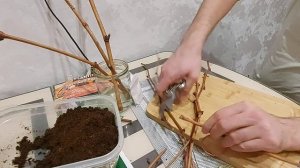 Проращивание черенков винограда