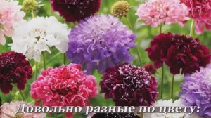 СКАБИОЗА - подружка фей