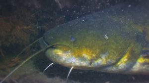 Подводный мир озера Балхаш