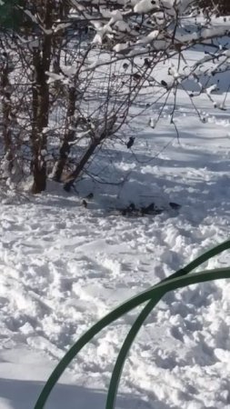 Неожиданно вновь пришла зима
