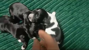 Щенки русского охотничьего спаниеля