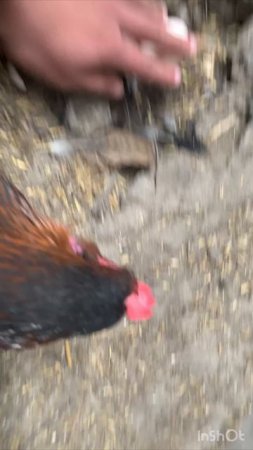 Курица выносит яйца 🥚🐓🥚