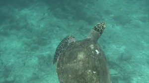 плавание с черепахой