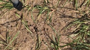 Black Harvester Ants EATING GRASSHOPPER IN TURKEY  IMG 5093