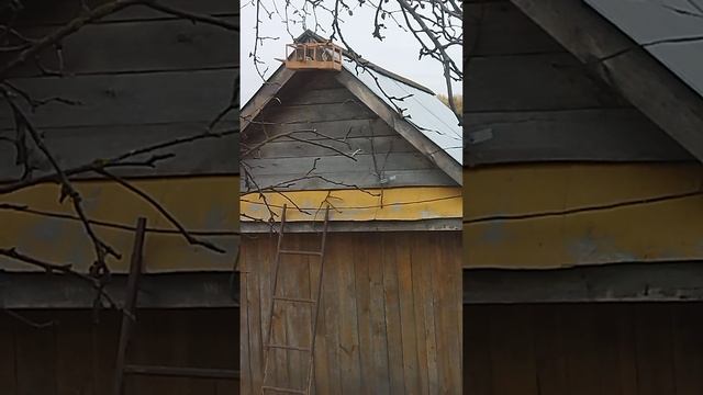 23.10.22г. утрешний трофей оказался самкой. смотреть онлайн