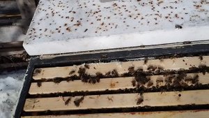 Состояние семей после зимовки 15.03.2025г. (2)