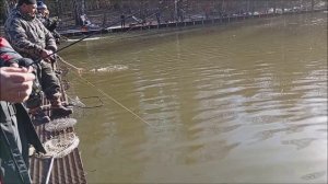 Форель ловится как на блёсны, так и на резину. Клёвое место, Лосиный остров, спорт-зона.