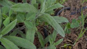 סומקן מעוצה Onosma frutescens Оносма