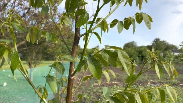 Зелені операції на трьох річних деревах грецького горіха. смотреть онлайн