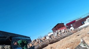 Распиловка Берёзы