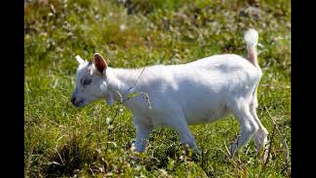 🔥🔥🔥АЧ КАРЫШКЫР КЫРГЫЗЧА ЖОМОКТОР🔥🔥🔥 БИЗДЕ ГАНА