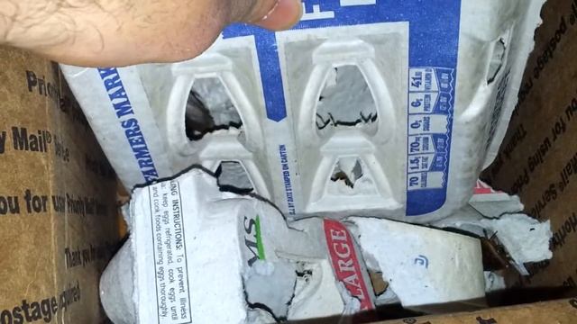 Blaptica dubia (unboxing) смотреть онлайн