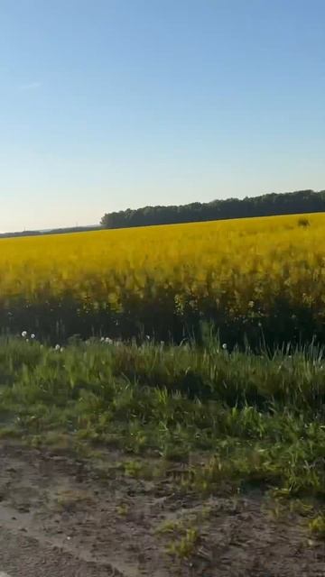 Рапс цветет🌾🌾🌾 #подмосковье #родныепросторы
