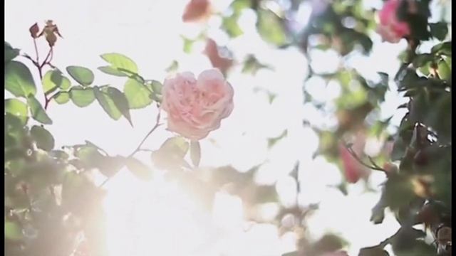 ЛЕТО. УТРО смотреть онлайн