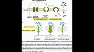 Транспорт белков в митохондрии и хлоропласты
