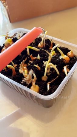 Не выбрасывайте проросший лук-севок.