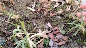 Видео дневник 16.03.25. +3 первый день солнечно. Зашла в теплицу а там пора обработку проводить..