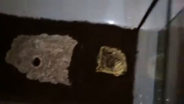 Scolopendra Hardwickie  Indian tiger centipede  Rehouse