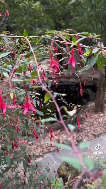 Ferntrees at Alfred NĪcholas Memorial Garden. Music 🎵 @volanicky #melbourneaustralia #wondernature