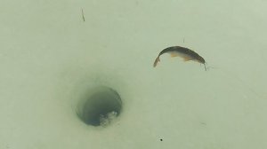 VID_20250316_181002.mp4 сегодня щука не поймалась