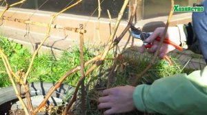 Обрезаем виноград перед укрытием