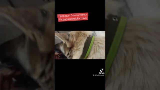 БЛАГОДАРИМ ВСЕХ КТО ПОМОГ НА ОПЕРАЦИЮ 🐕.Кого не упянул,прошу прощения!!! смотреть онлайн