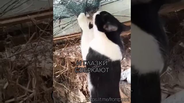 Александр Мирзаян - "Кошки"

Проект - "ZOV фронтовые песни"
🇷🇺Фронт и тыл Вместе к ПОБЕДЕ!🇷🇺
