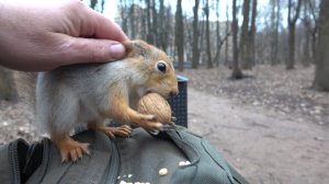 Копия Копии. Ласковая белка