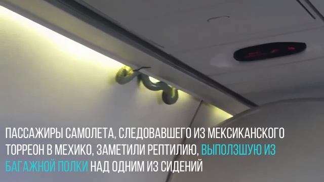 Змея салоне пассажирского самолета смотреть онлайн