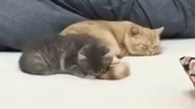 Милые котики, "А тебе приятно так, а?" смотреть онлайн