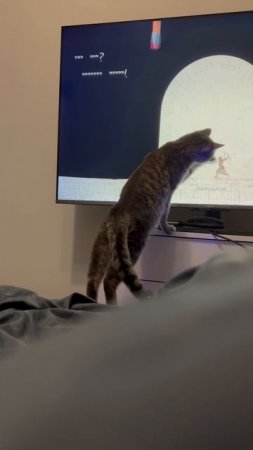 Кот играет с tv 🐱