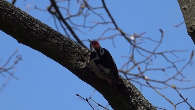 Strakapoud prostřední (Dendrocopos medius) смотреть онлайн