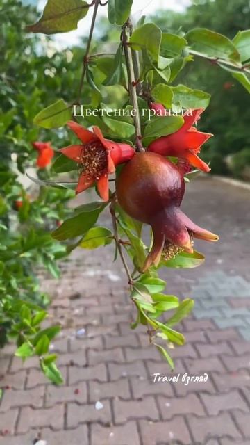 Так растет и цветет гранат #турция #travel #summer смотреть онлайн