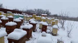 Зимовка пчёл. Стоит ли зимовать на трёх рамках? Оставьте пчёл зимой в покое.