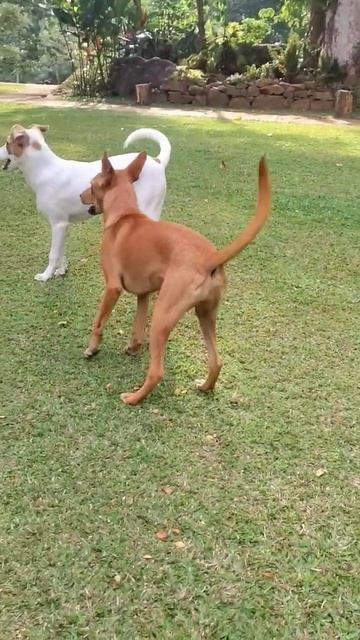 Sisters having fun 😊 🐶🐕 #puppy #dogs #animals смотреть онлайн
