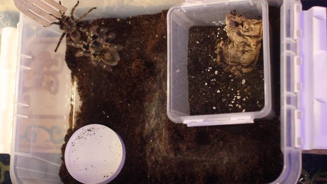 Grammostola pulchripes mating