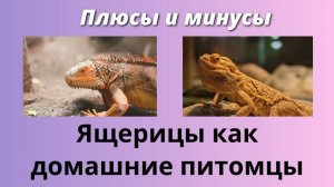 Ящерицы как домашние питомцы - плюсы и минусы