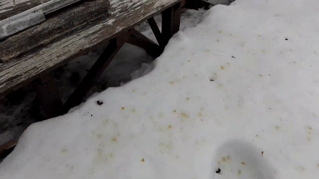 Первый весенний облёт пчёл. 9 марта 2018г. The first spring flight of bees. March 9, 2018 смотреть онлайн