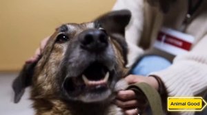 19-летний Кот встречает Хозяина, которого он не видел 7 лет. Только посмотрите на реакцию Кота!
