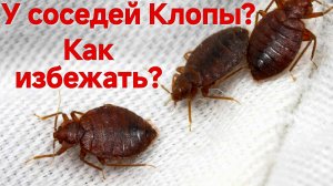 ЕСЛИ КЛОПЫ ЛЕЗУТ ОТ СОСЕДЕЙ. КАК ПРЕДОТВРАТИТЬ ПОЯВЛЕНИЕ КЛОПОВ В СВОЕЙ КВАРТИРЕ? ЛУЧШИЕ СОВЕТЫ.