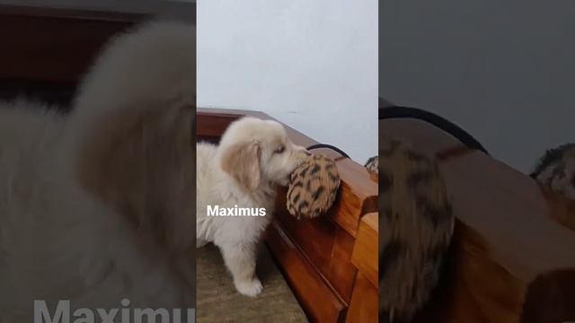 Maximus смотреть онлайн
