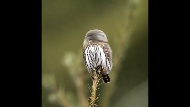 🦉Воробьиный сыч смотреть онлайн