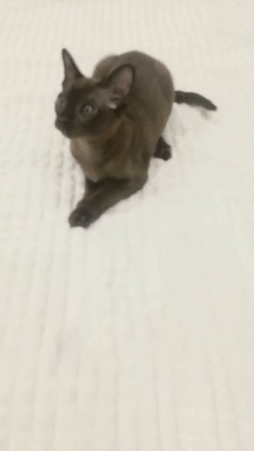 Это называется кошка Анха смотреть онлайн