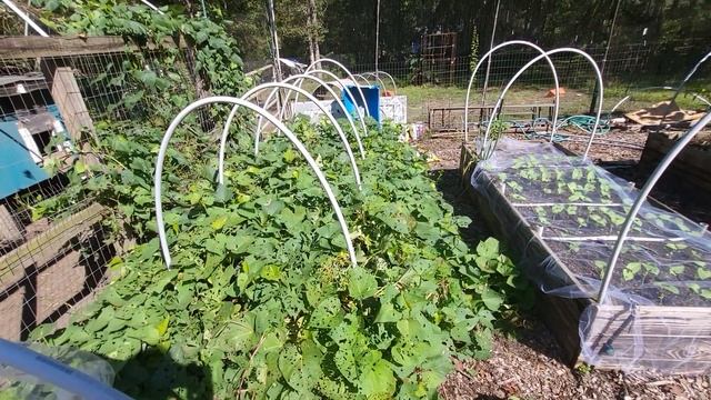 Part 2: Follow up  - I SUCESSFULLY Overwintered Sweet Potato plants !