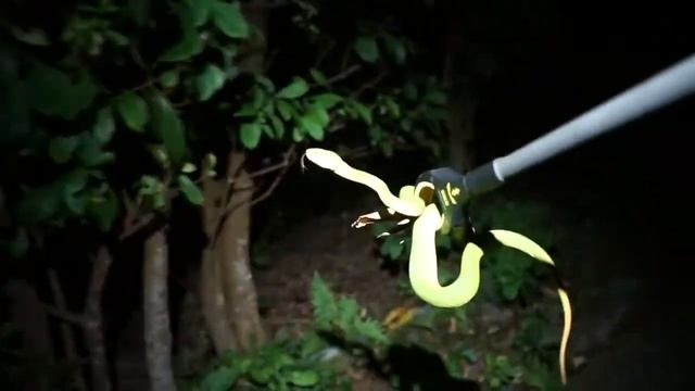 Bamboo pit viper and Chinese porcupine in Sai Kung Country Park. #ShootingitRAW смотреть онлайн